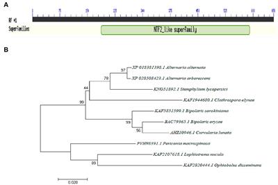 Aabrm1-mediated melanin synthesis is essential to growth and development, stress adaption, and pathogenicity in Alternaria alternata